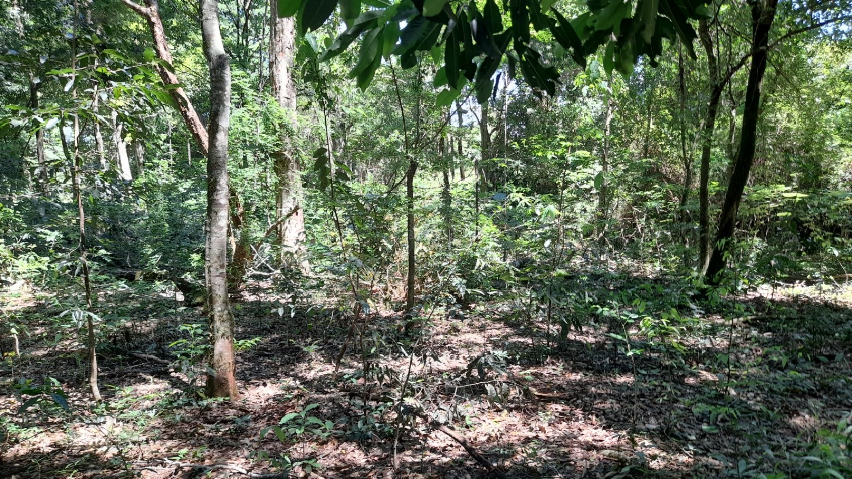 Terreno en Venta - Santo Pipo, Misiones.