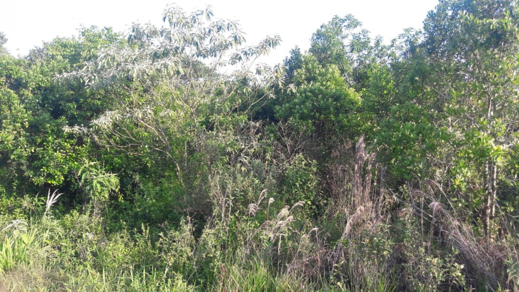 Terreno en venta Obera