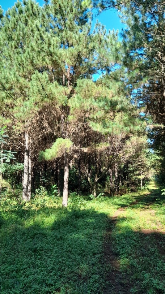 Venta campo con 160 ha de Pino taeda
