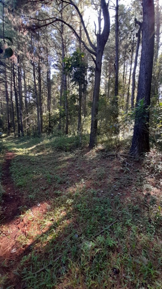 Venta campo con 160 ha de Pino taeda