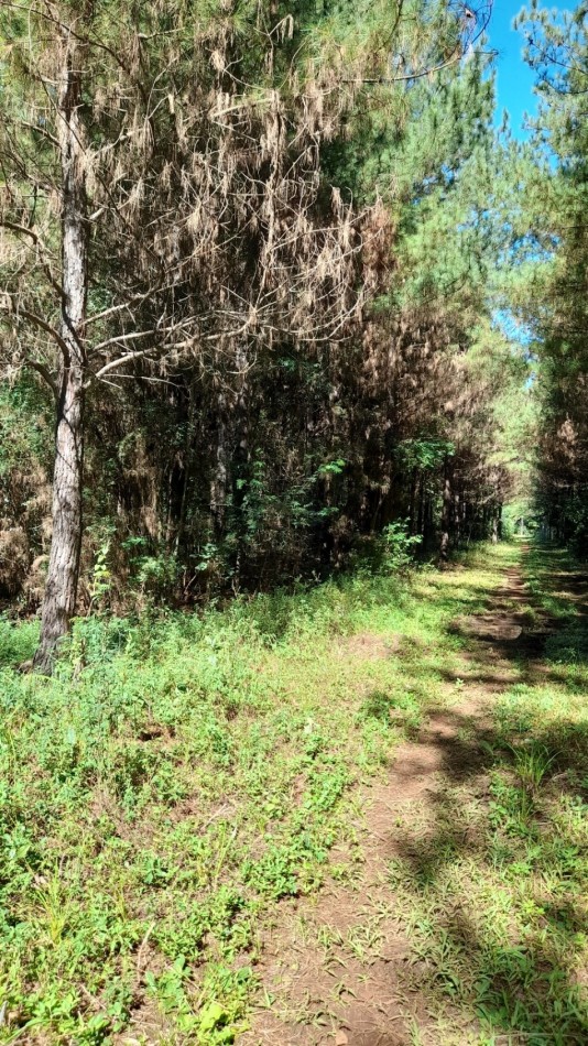 Venta campo con 160 ha de Pino taeda