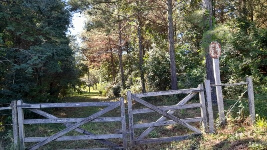 Venta campo con 160 ha de Pino taeda