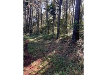 Venta campo con 160 ha de Pino taeda